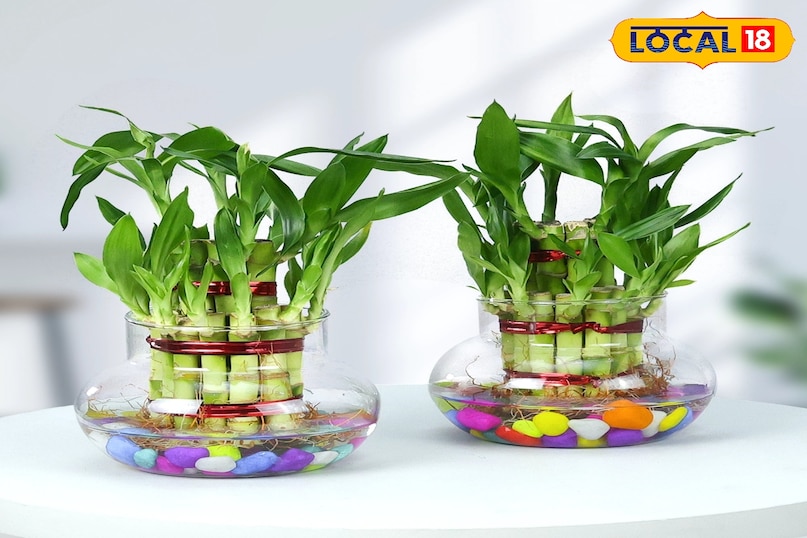 Gardening Tips Gardening Tips