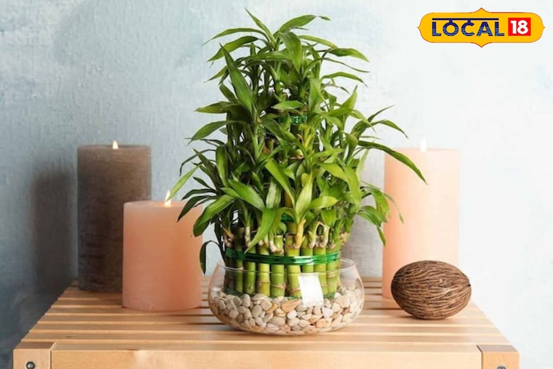 Gardening Tips Gardening Tips