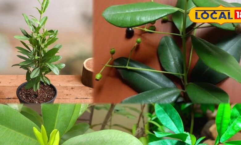 गार्डनिंग टिप्स : घर की बालकनी में उगाएं ‘ऑल स्पाइस ट्री’, एक ही पौधा देगा लौंग-दालचीनी-काली मिर्च जैसा स्वाद