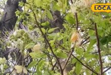 आयुर्वेद में रामबाण औषधि से कम नहीं है यह पेड़, इसकी छाल पथरी से दिलाता है छुटकारा, जानें सेवन का तरीका