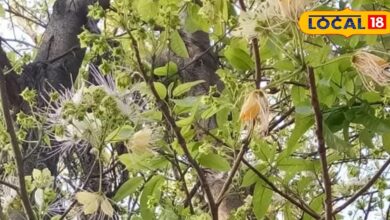 आयुर्वेद में रामबाण औषधि से कम नहीं है यह पेड़, इसकी छाल पथरी से दिलाता है छुटकारा, जानें सेवन का तरीका