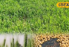 किसान इस वैरायटी के गेहूं की करें खेती, कम पानी में मिलती है बंपर उपज, रेट भी मिलता है तगड़ा