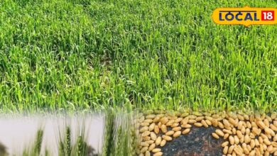 किसान इस वैरायटी के गेहूं की करें खेती, कम पानी में मिलती है बंपर उपज, रेट भी मिलता है तगड़ा