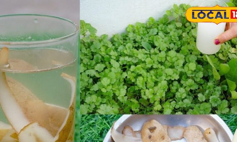 घर पर आलू के छिलकों से बनाएं जैविक लिक्विड खाद, पौधों की वृद्धि होगी तेज, जान लें तरीका