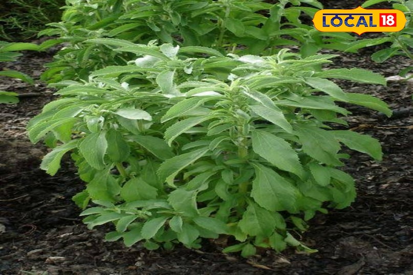 स्टीविया का पौधा 