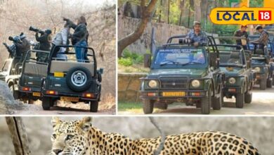 शोर नहीं, शिकार की आहट! न्यू ईयर पर जयपुर की सफारी बनी सैलानियों की पहली पसंद