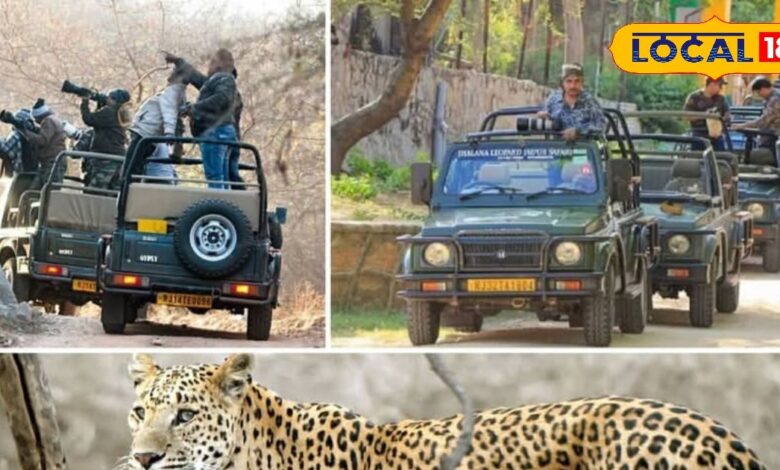 शोर नहीं, शिकार की आहट! न्यू ईयर पर जयपुर की सफारी बनी सैलानियों की पहली पसंद