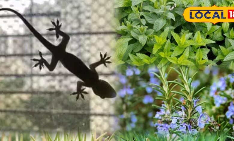 Lizard Repellent Plants | Plants to Get Rid of Lizards | Kitchen Garden Plants for Lizards | Chhipkali Bhagane Ka Tarika | Natural Lizard Control | Gardening Tips Home