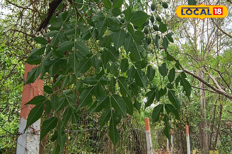 भीलवाड़ा