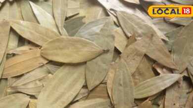 सेहत का अनमोल खजाना है तेज पत्ता, शुगर, कब्ज और त्वचा रोगों में है फायदेमंद, एक्सपर्ट से जानें कैसे करें उपयोग