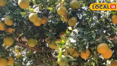 सर्दी में संतरे की फसल खतरे में! माइट्स-गमोसिस से बचाव के लिए एक्सपर्ट की अहम सलाह
