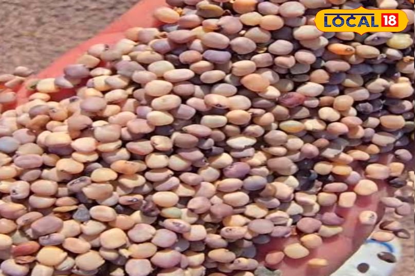 ग्वार की खेती 