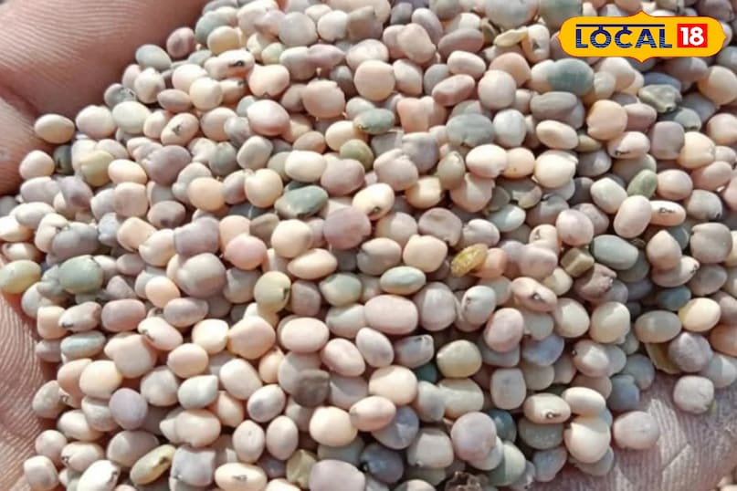 ग्वार के भाव 