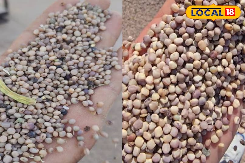 ग्वार के भाव 