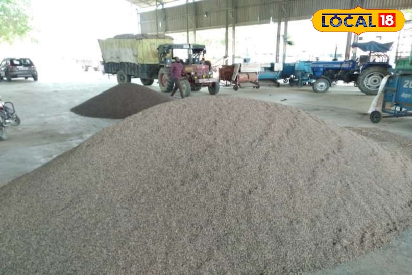 ग्वार के भाव 