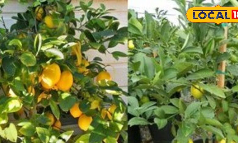 नींबू के पौधे में फल की जगह सिर्फ पत्तियां आ रही हैं? करें ये सात उपाय, फलों से लद जाएंगे डालियां