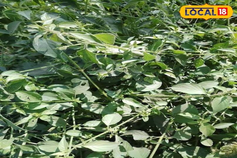 काकजंघा