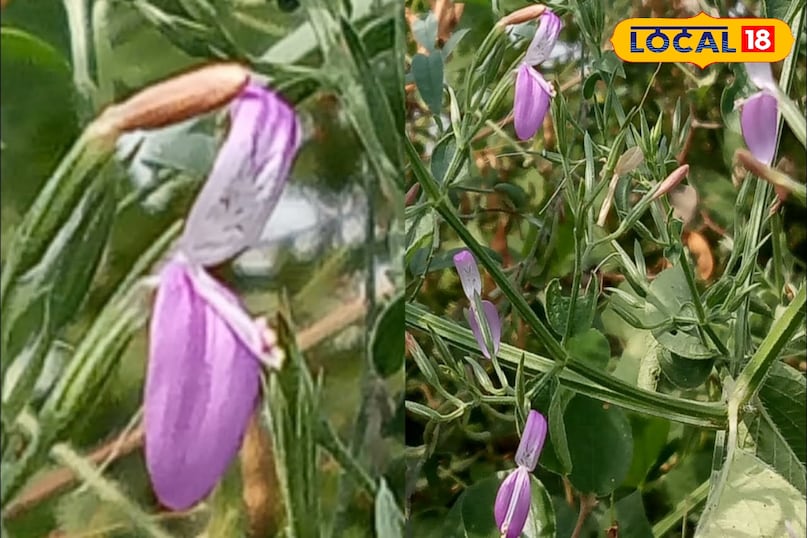 काकजंघा