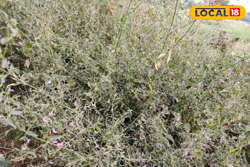 काकजंघा