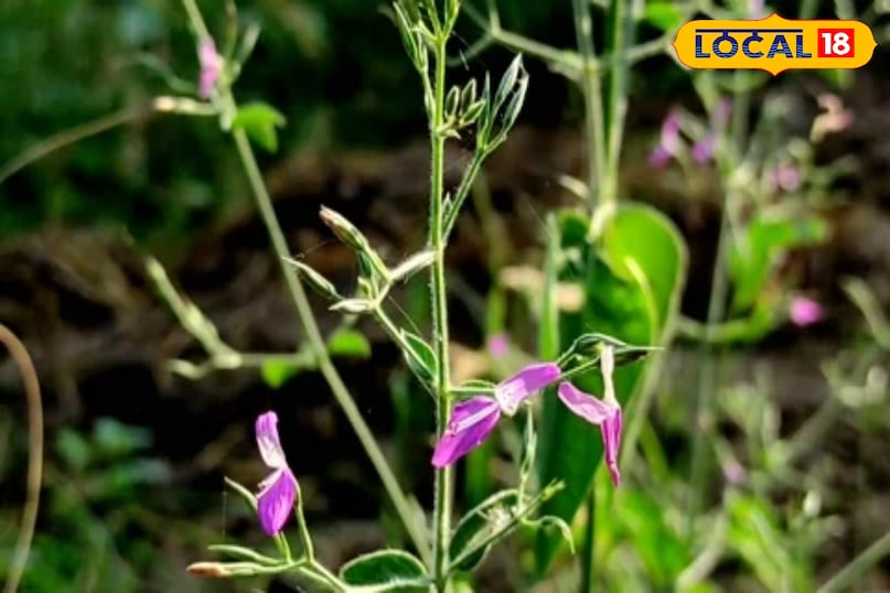 काकजंघा