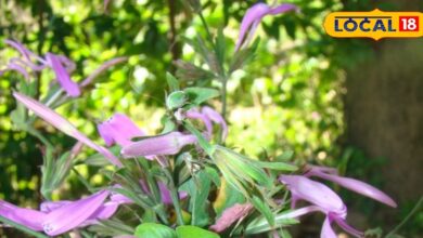 काकजंघा जड़ी-बूटी के फायदे | Health Benefits of Kakjangha Herb in Ayurveda