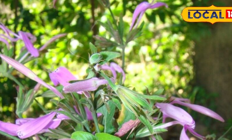 काकजंघा जड़ी-बूटी के फायदे | Health Benefits of Kakjangha Herb in Ayurveda