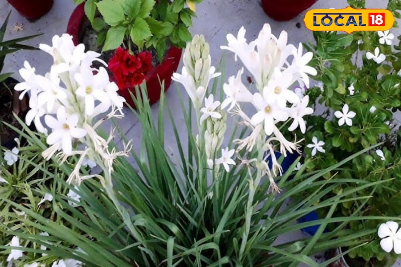 Gardening Tips Gardening Tips