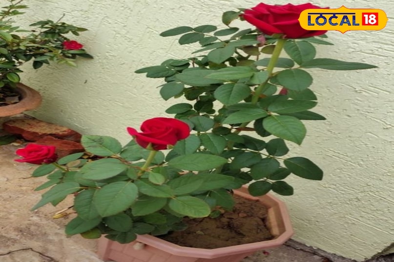 Gardening Tips Gardening Tips