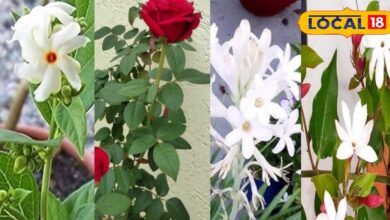 Gardening tips | New Year plant gifts | fragrant plants for home | lucky plants gift | indoor plants New Year | aromatic plants gardening | plant gift ideas | vastu plants New Year