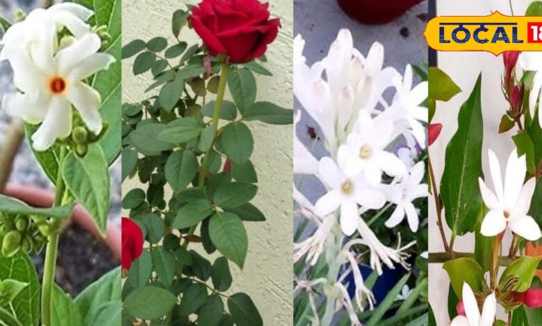 Gardening tips | New Year plant gifts | fragrant plants for home | lucky plants gift | indoor plants New Year | aromatic plants gardening | plant gift ideas | vastu plants New Year