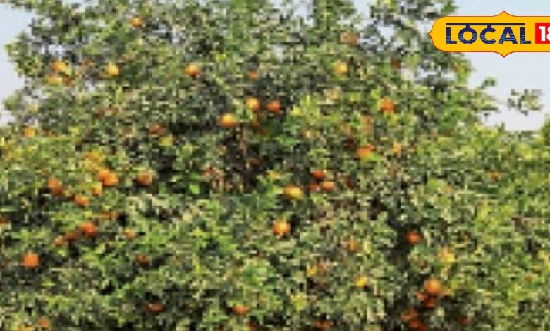 बीज बदला, तकदीर बदली! धौलपुर के किसान ने किन्नू से बना लिया लाखों का फार्मूला, आप भी देखें