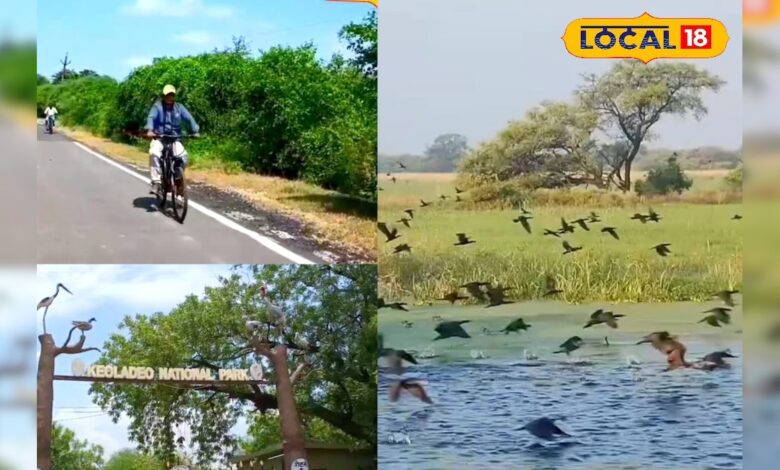 35 साल बाद घना में कौन सी वनस्पतियां लौट आईं? जिसे जानकर आप भी चौंक जाएंगे! – News18 हिंदी