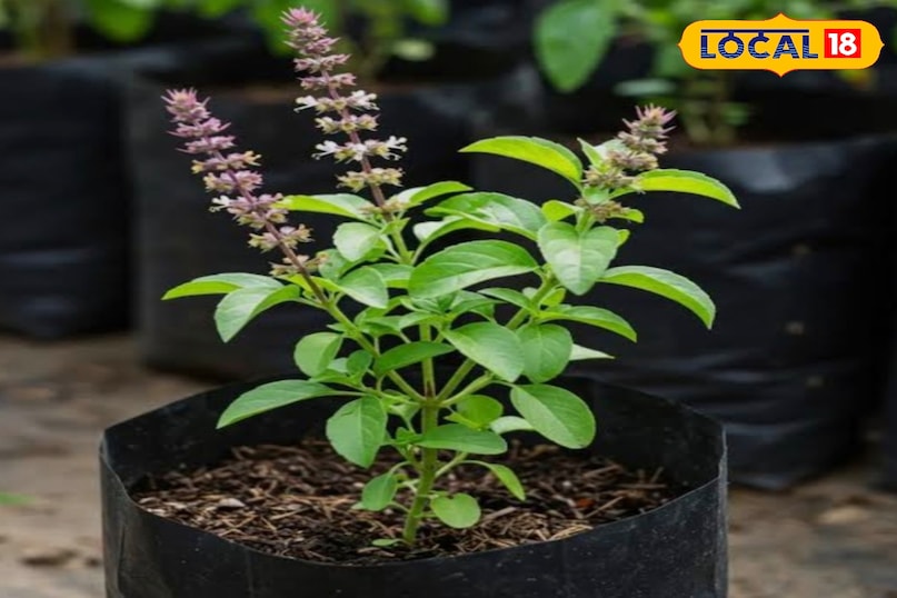 वास्तु के अनुसार घर में लगाएं ये 7 शुभ पौधे,जो बढ़ाएं सुख-समृद्धि, शांति और पॉजिटिव एनर्जी...