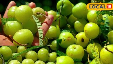 Amla Farming Bharatpur | Green ATM Agriculture | High Amla Production | Amla Market Price | Farmer Income Growth | Amla Cultivation Benefits | Rajasthan Agriculture News