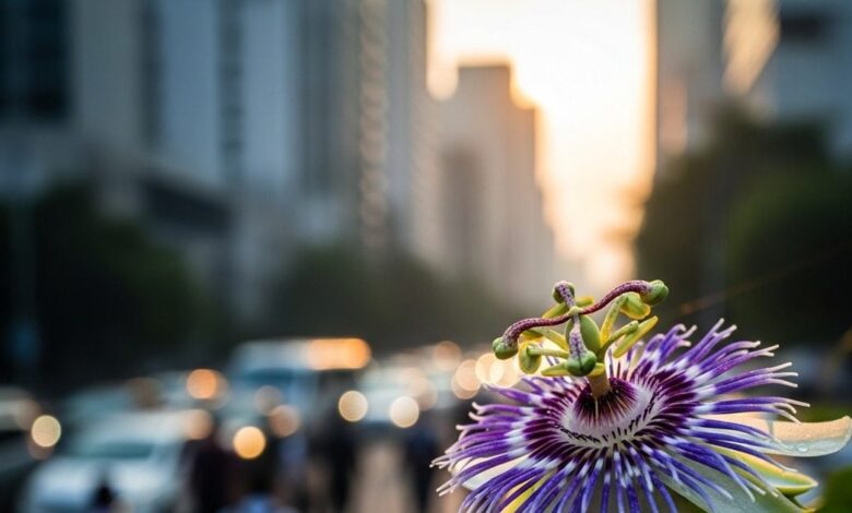 Ayurvedic remedies for diabetes and blood pressure, कृष्ण कमल फूल: ब्लड प्रेशर, डायबिटीज व तनाव में आयुर्वेदिक लाभ