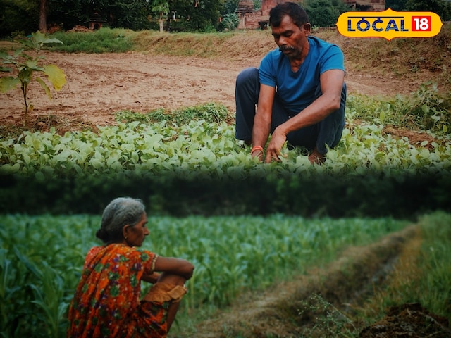 कीटों और मिट्टी की चिंता छोड़ें: खेत की मेड़ पर लगाएं बस ये 3 पेड़ और आपकी....
