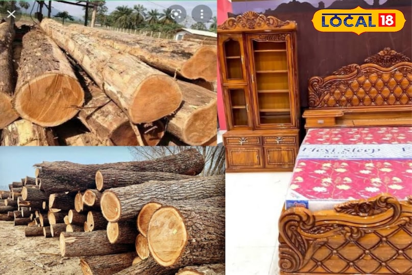 सागौन, शीशम और ओक जैसी लकड़ियाँ बेड फ्रेम के लिए आदर्श विकल्प मानी जाती हैं। ये लकड़ियाँ न केवल असाधारण रूप से टिकाऊ और मज़बूत होती हैं, बल्कि इनमें खरोंच और गड्ढों का प्रतिरोध करने की अद्भुत क्षमता भी होती है। इसके अलावा इनमें समय के साथ और निखरने वाली सुंदर बनावट होती है जो इन्हें लंबे समय तक चलने वाले और मज़बूत बिस्तरों के निर्माण के लिए उत्तम बनाती है।