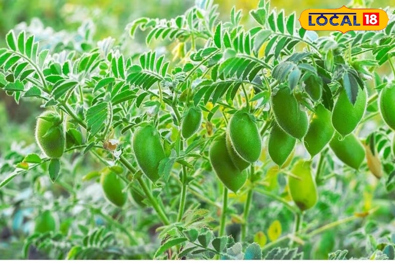 चने का पौधा 