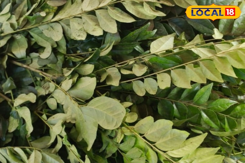 कड़ी पत्ता का पेड़