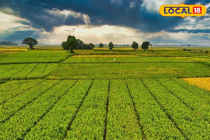 यह सब्जियां रोजाना बिक्री के किये आती हैं जिससे जिसानो कि आय में बढ़ोतरी होती है यह सब्जियां रोजाना बिक्री के किये आती हैं जिससे जिसानो कि आय में बढ़ोतरी होती है