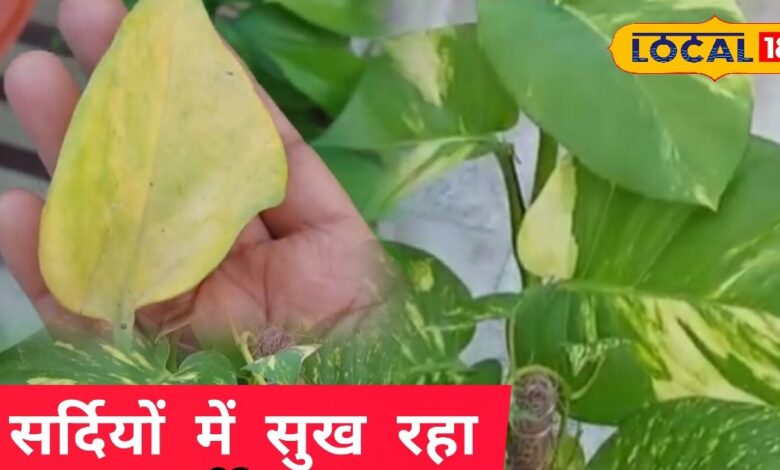 Gardening Tips How to Care for Money Plant in Winter | Yellow Leaves Solution
