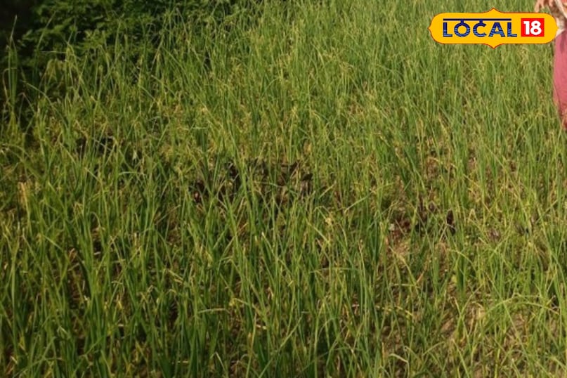 हरी प्याज की गार्डनिंग हरी प्याज की गार्डनिंग