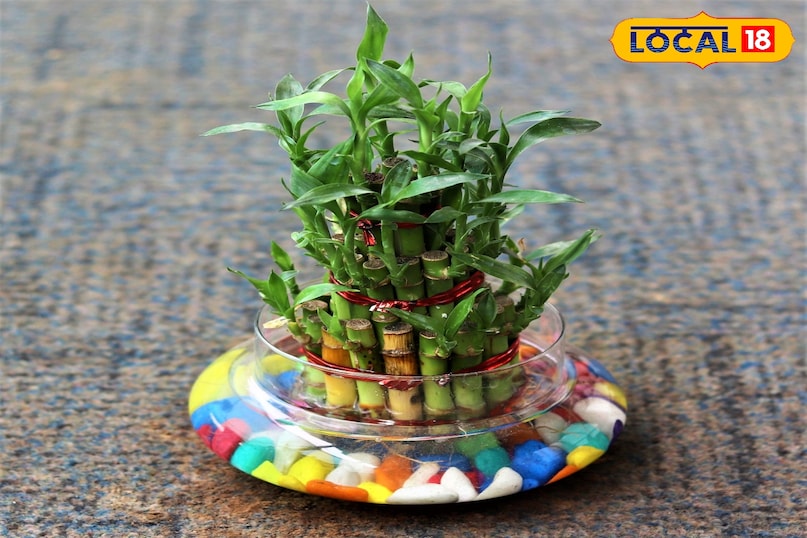 Gardening Tips Gardening Tips