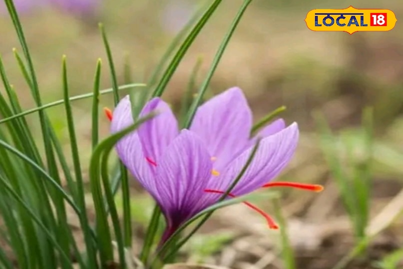 केसर का पौधा 