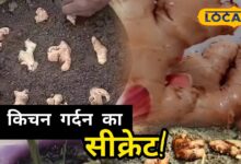 Kitchen Garden Tips | Ginger Growing Tips | Adrak Ki Kheti | Ayurvedic Plants Gardening | Ginger Watering Tips