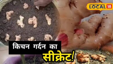 Kitchen Garden Tips | Ginger Growing Tips | Adrak Ki Kheti | Ayurvedic Plants Gardening | Ginger Watering Tips