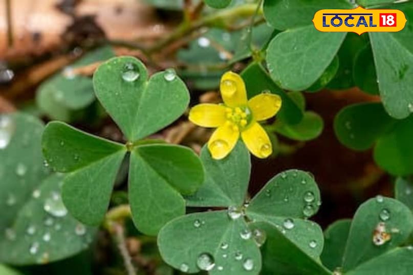 चांगेरी औषधि चांगेरी औषधि