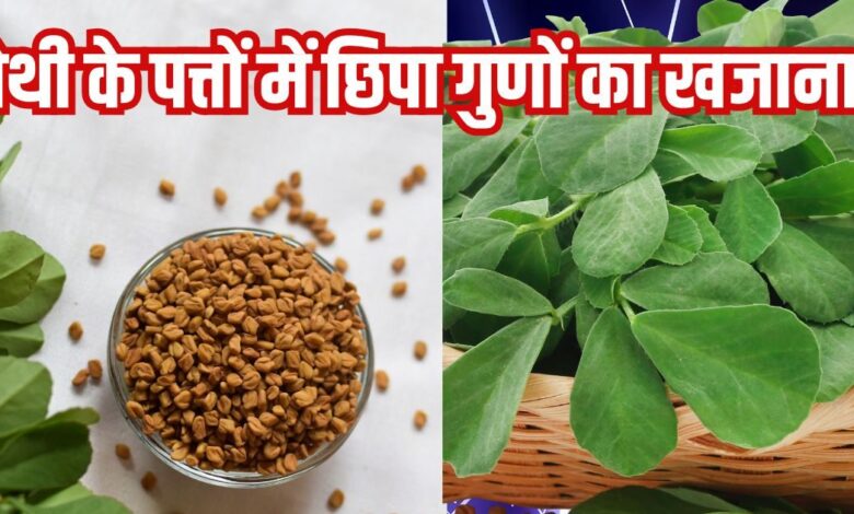 Methi ke patte ke fayde: इस छोटे पत्ते वाले साग के क्या कहने! सिर से लेकर पैर तक रखे फिट