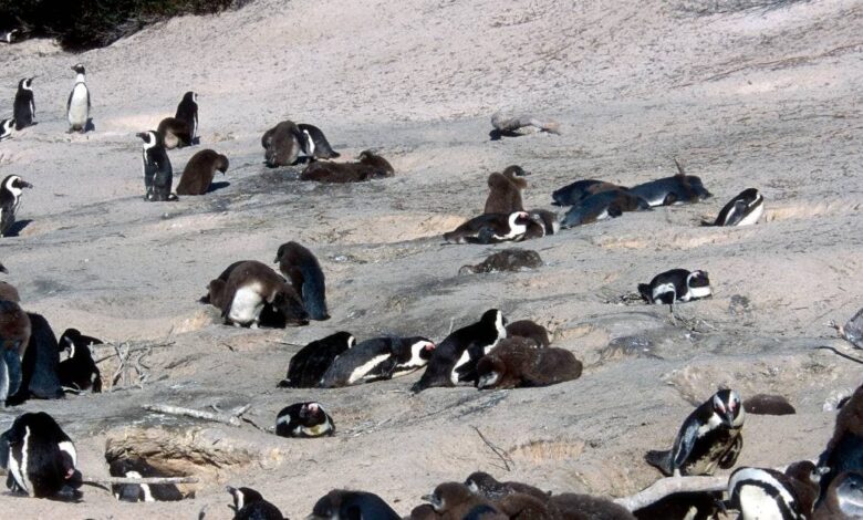 More Than 60000 Penguins Starved To Death Near South Africa | समंदर में 60 हजार पेंगुइन भूख से तड़प-तड़प कर मरीं, अब विलुप्त होने का खतरा