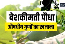 Myrobalan mother of ayurvedic medicine know uses and benefits